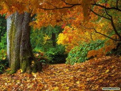 autumn-leaves.jpg